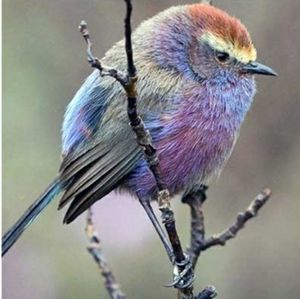 Bundle for Remy and Jack